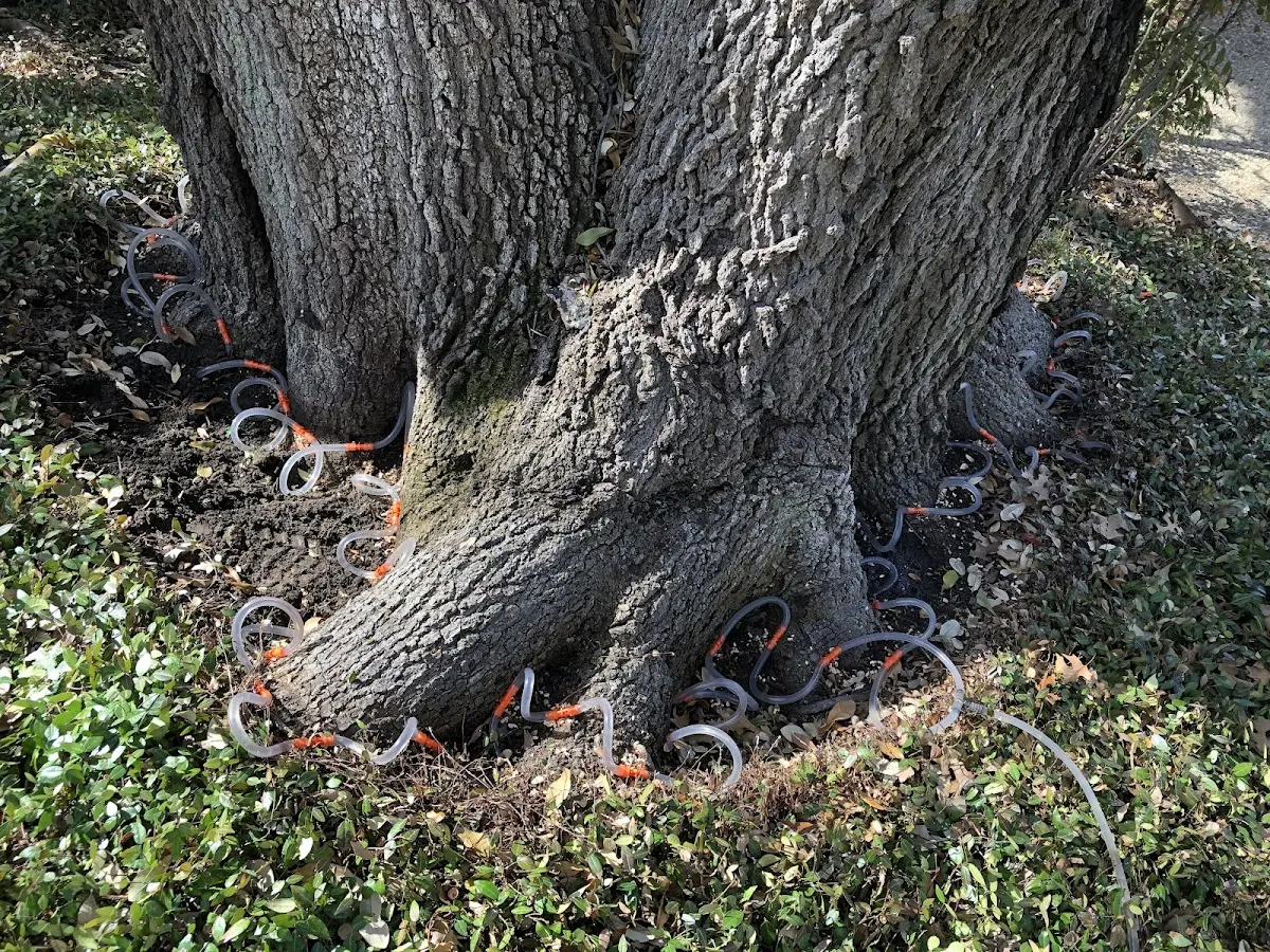 Detailed Tree Cabling and Bracing job site in Turner
